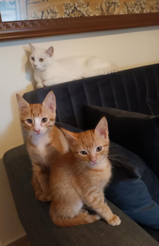 Timo