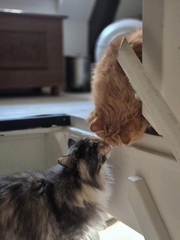 Pip