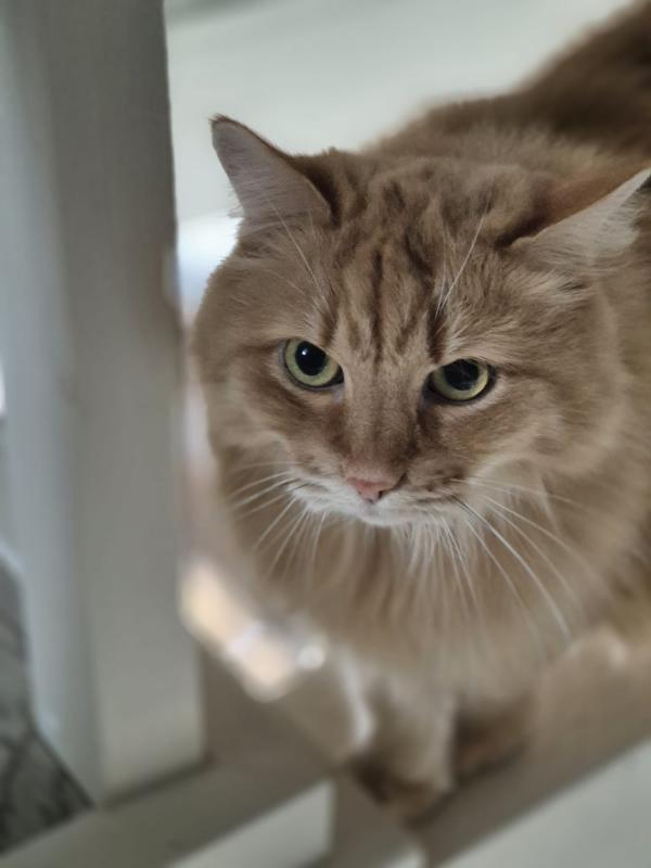 Pip