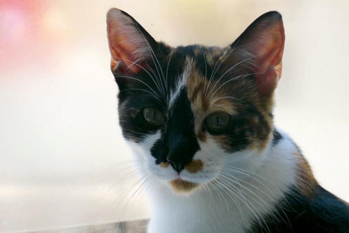 Bibi