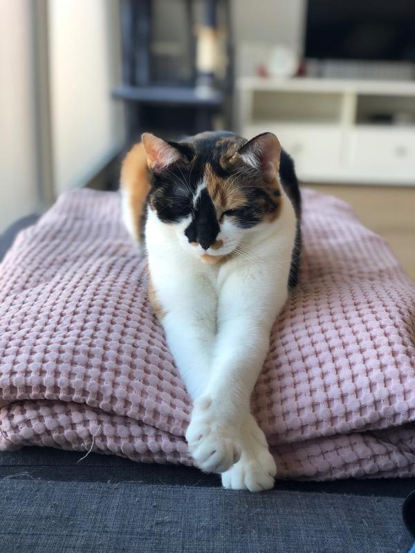 Bibi