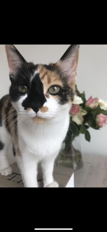 Bibi