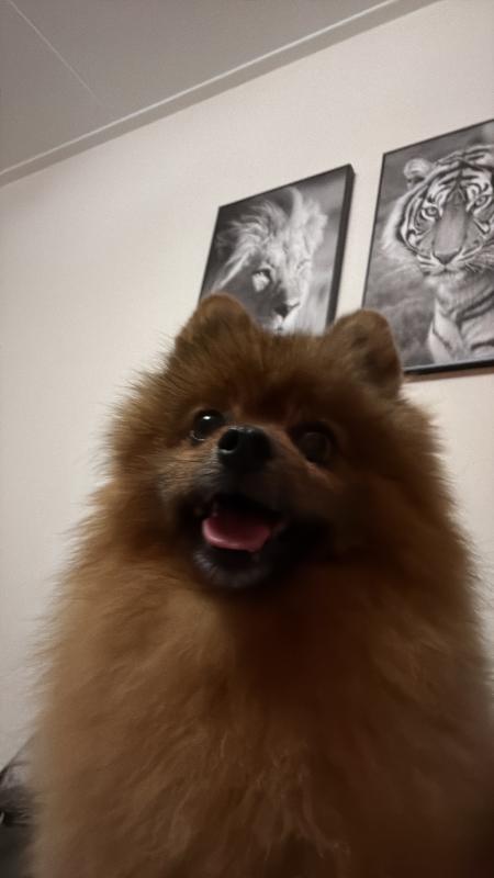Teddy