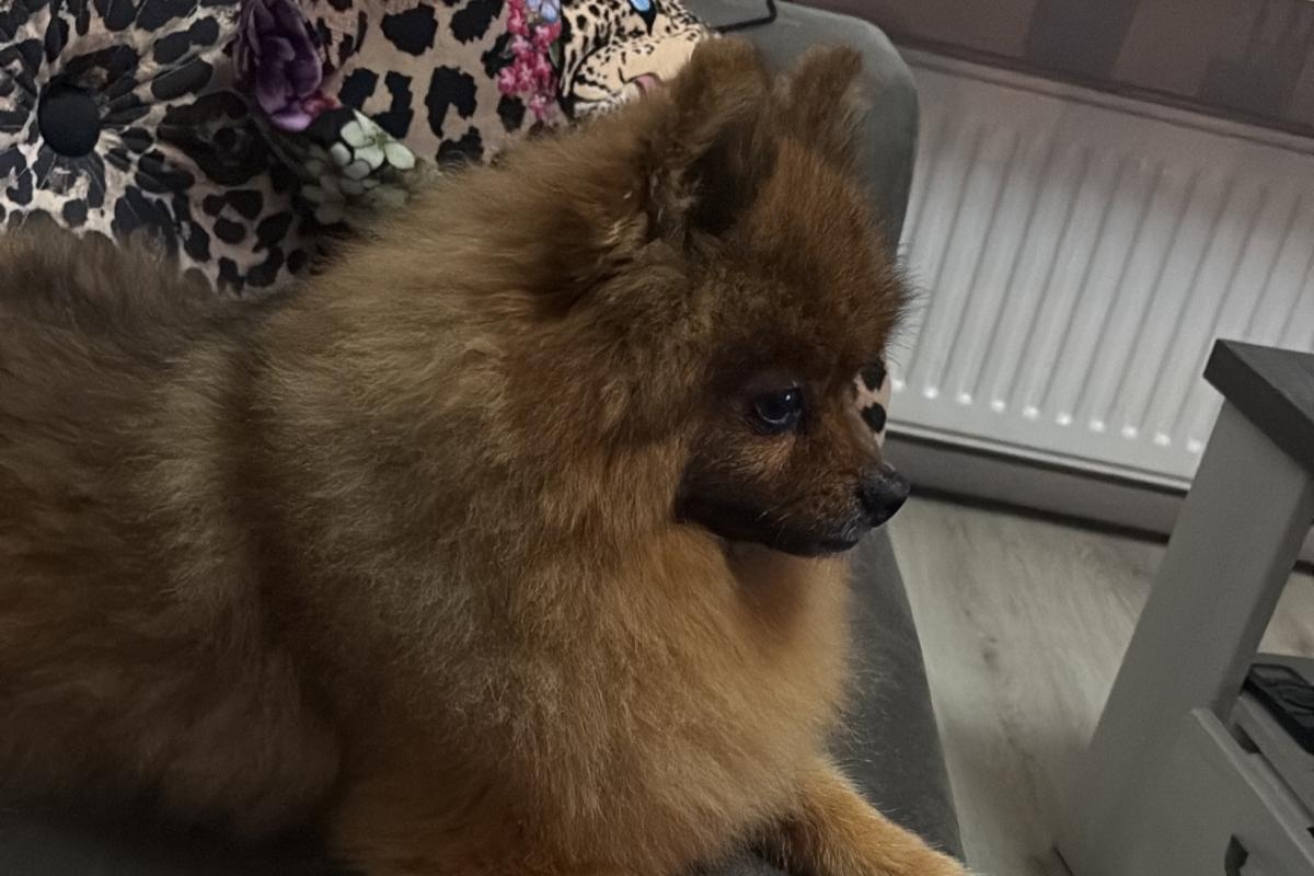 Teddy
