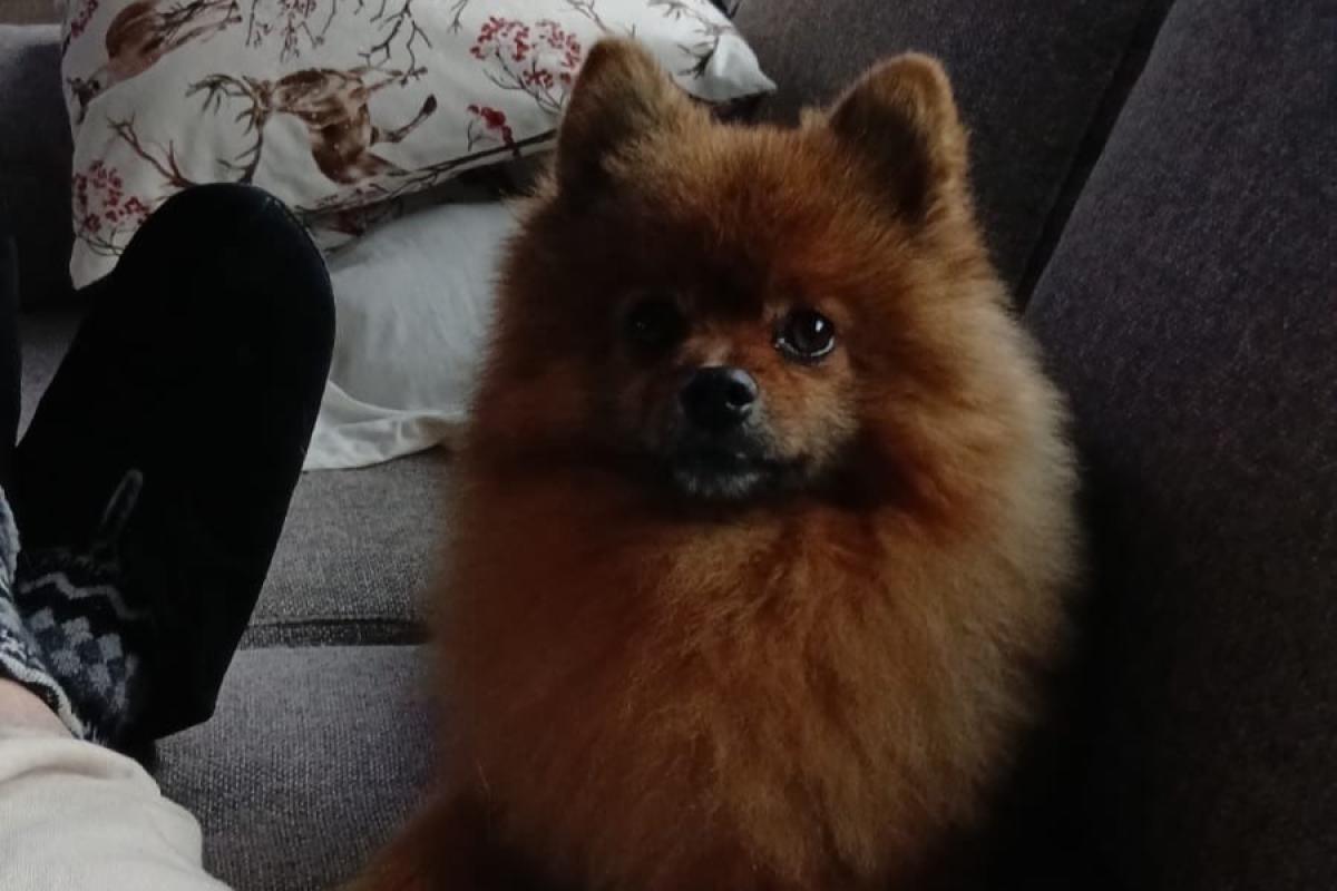 Teddy
