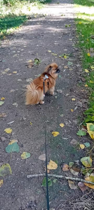 Penny