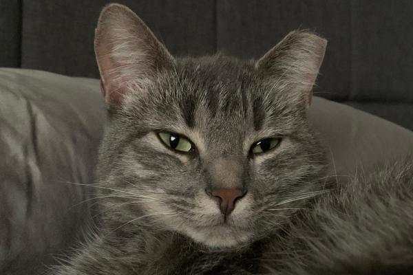 Dusty