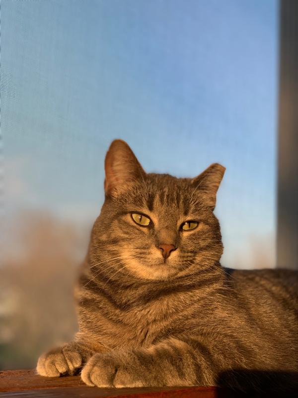 Dusty