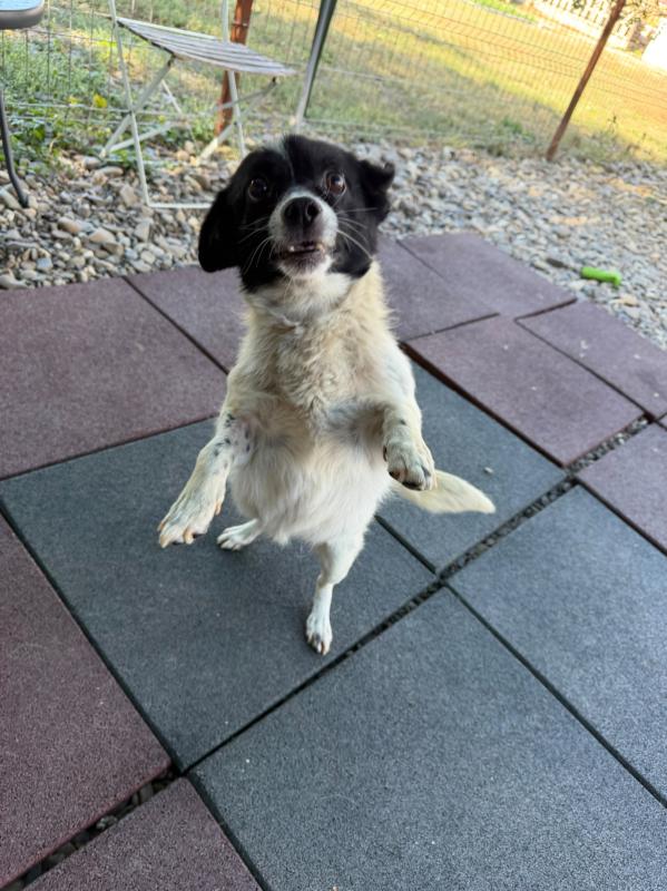 Scootch