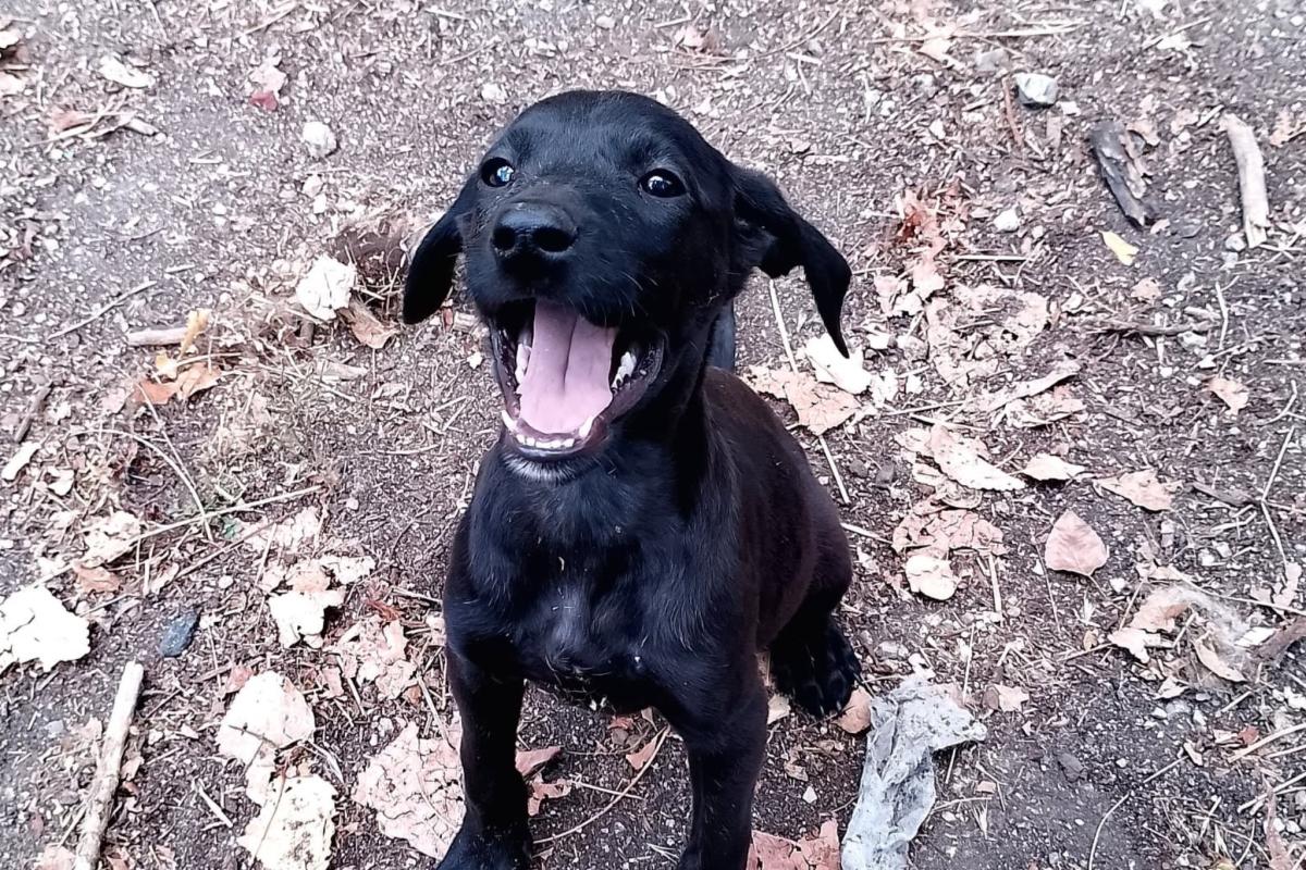 Bo