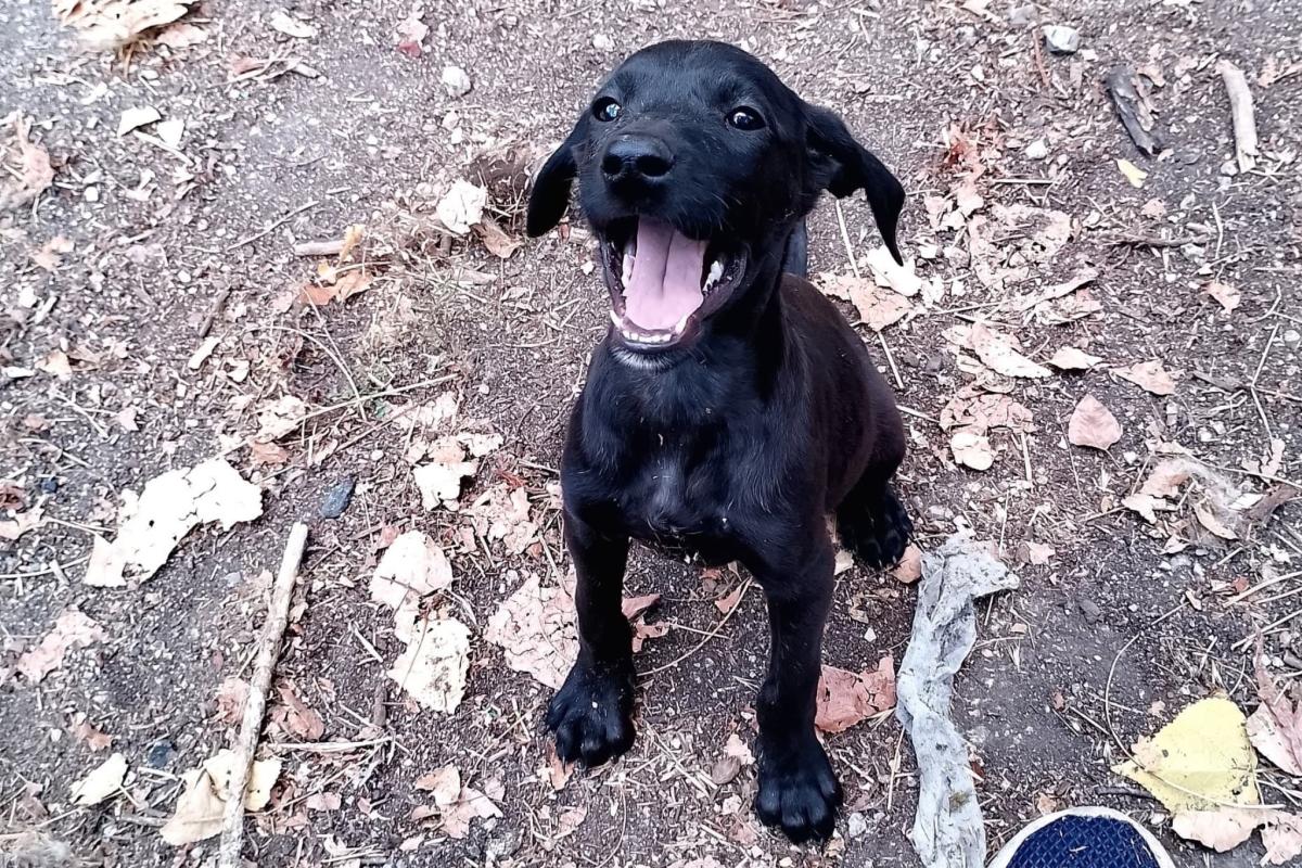 Bo