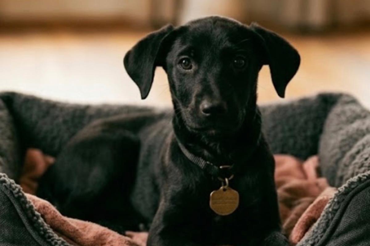 Bo