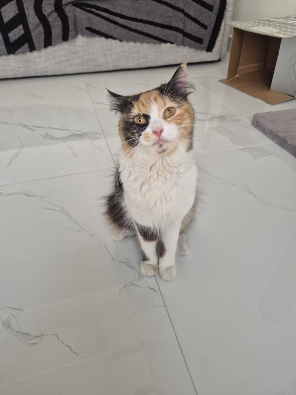 Tilly