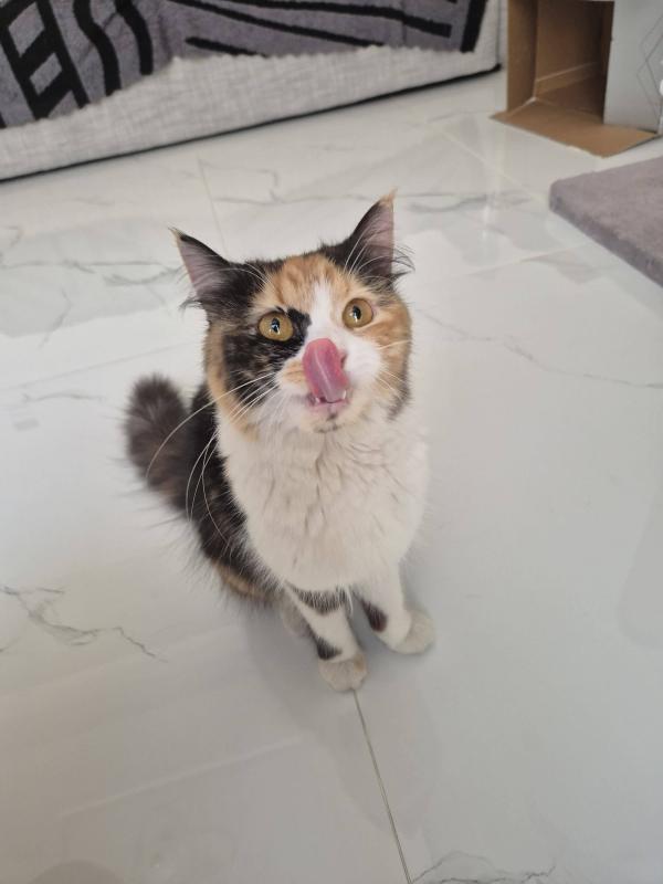 Tilly