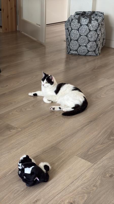Pip