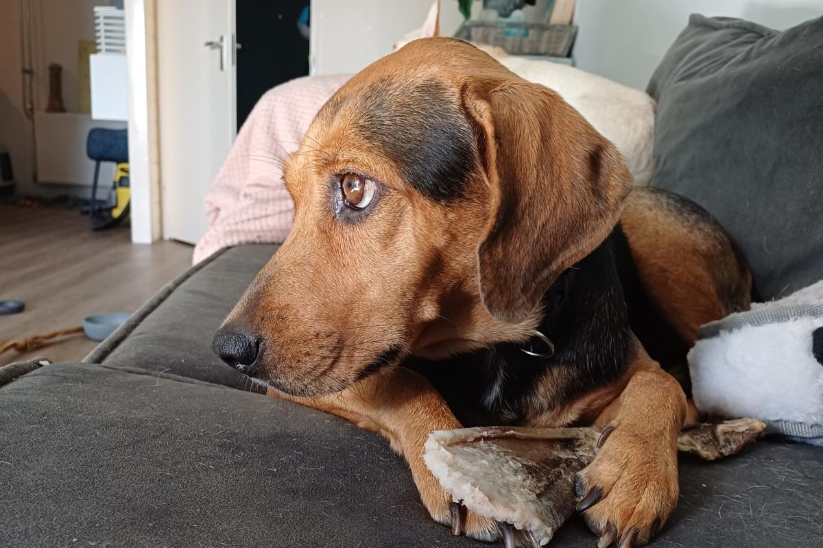 Sofie