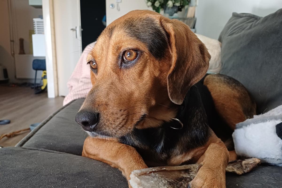 Sofie