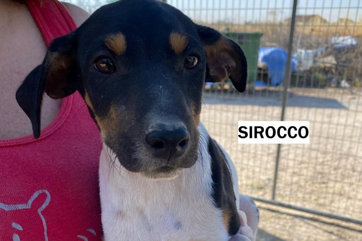Sirocco