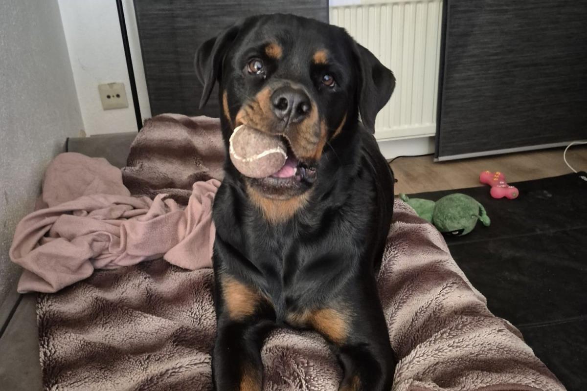 Beau