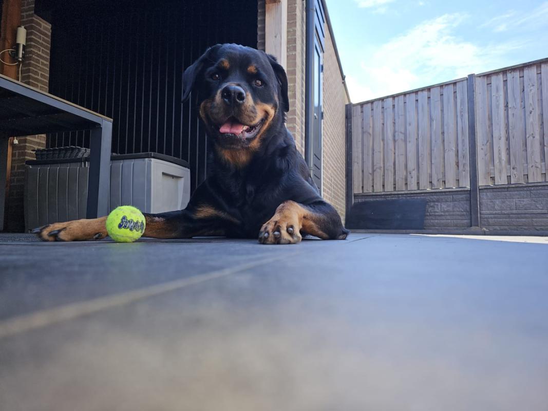 Beau
