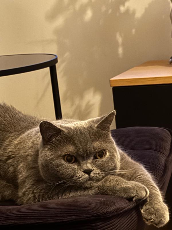Balu
