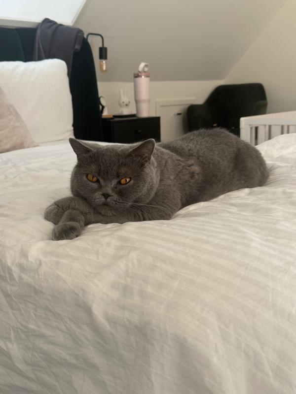 Balu