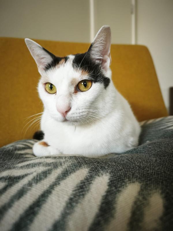 Lola