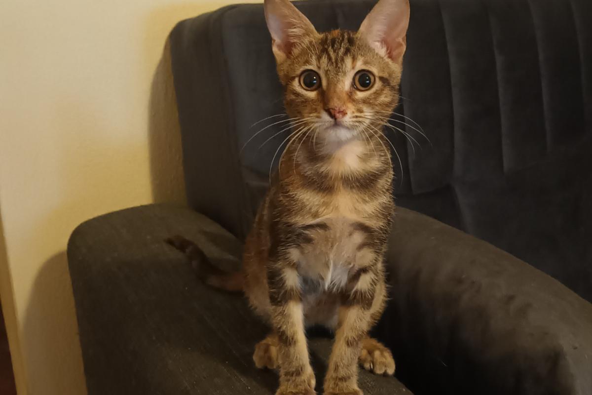Pixie