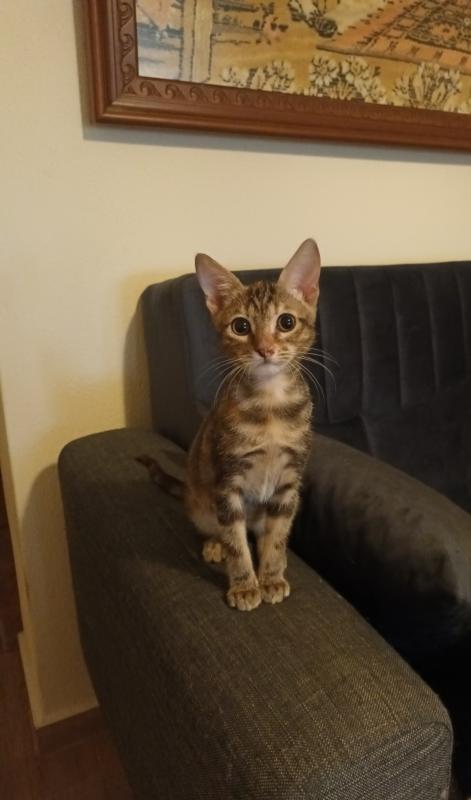 Pixie