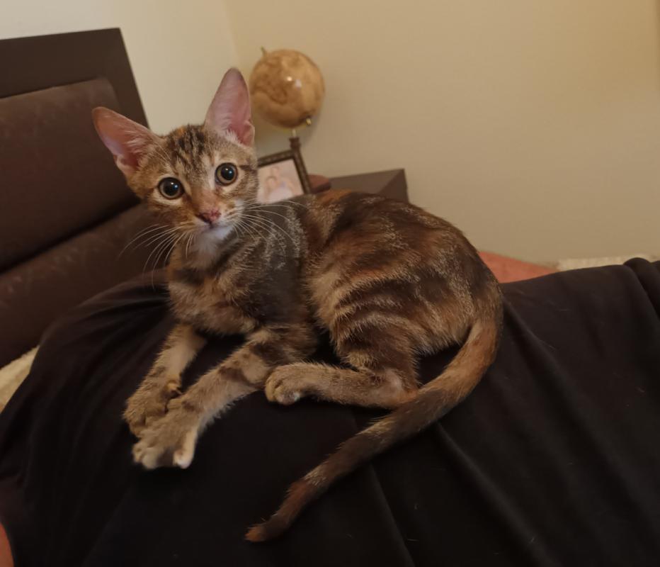 Pixie
