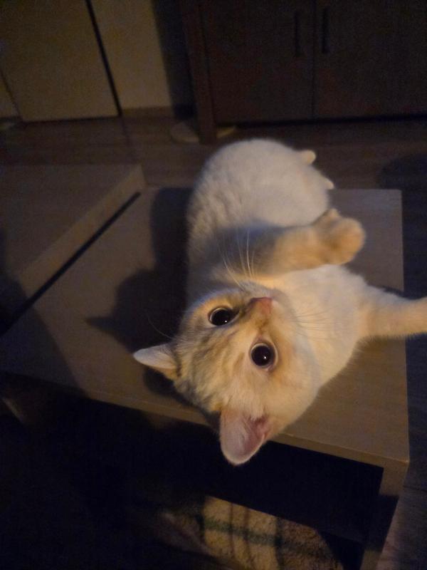 Elly