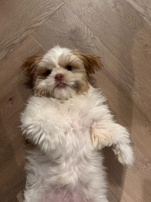 Kaya