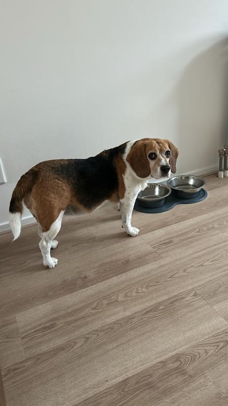 Laika