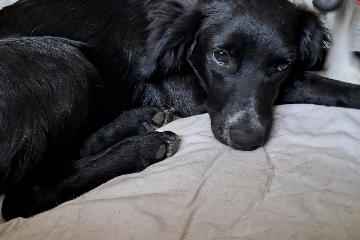 Pip