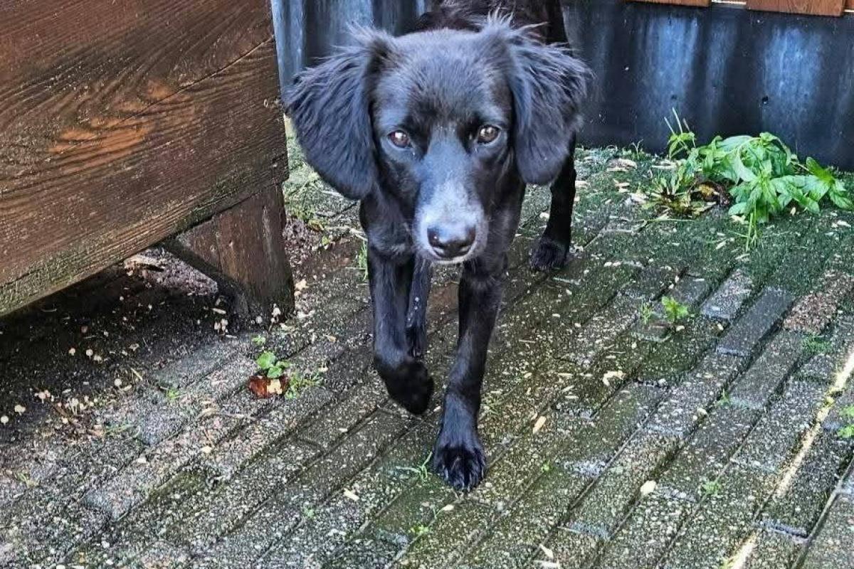 Pip