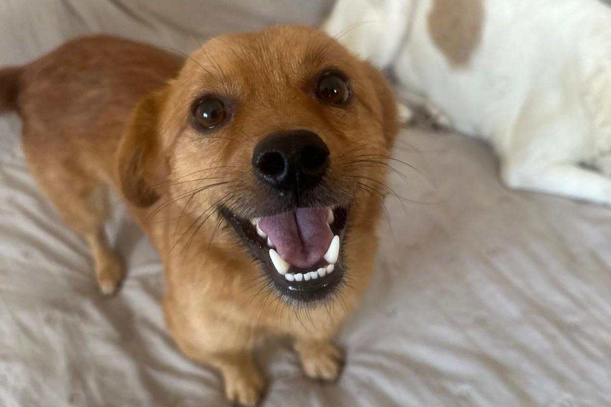 Bubu