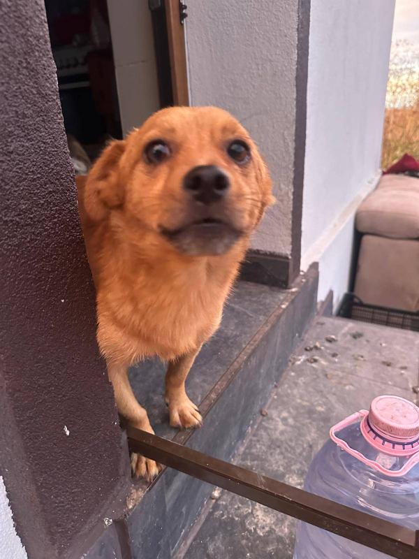 Bubu