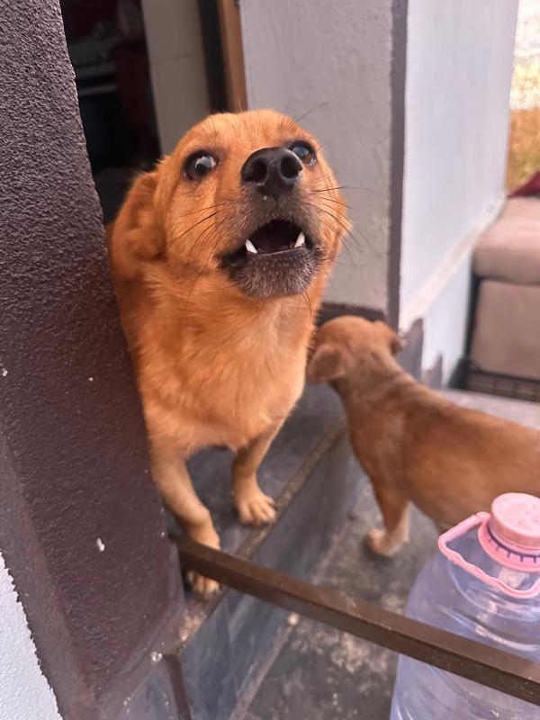 Bubu