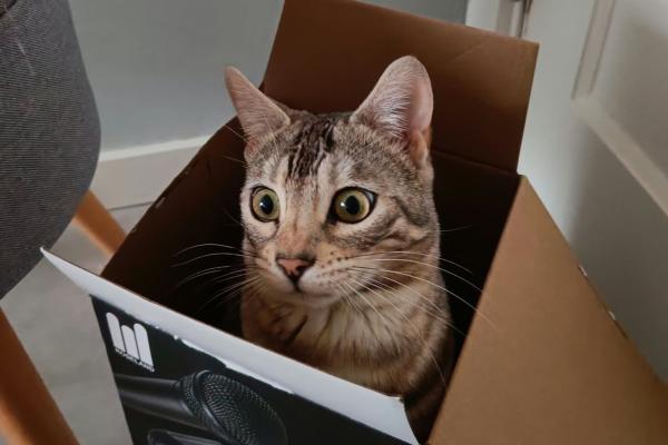 Mochi