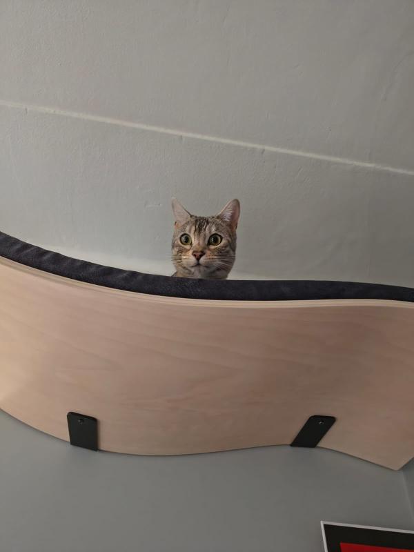Mochi
