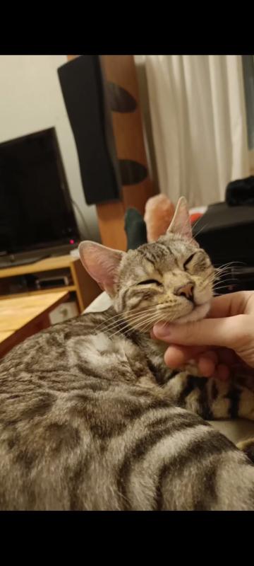 Mochi