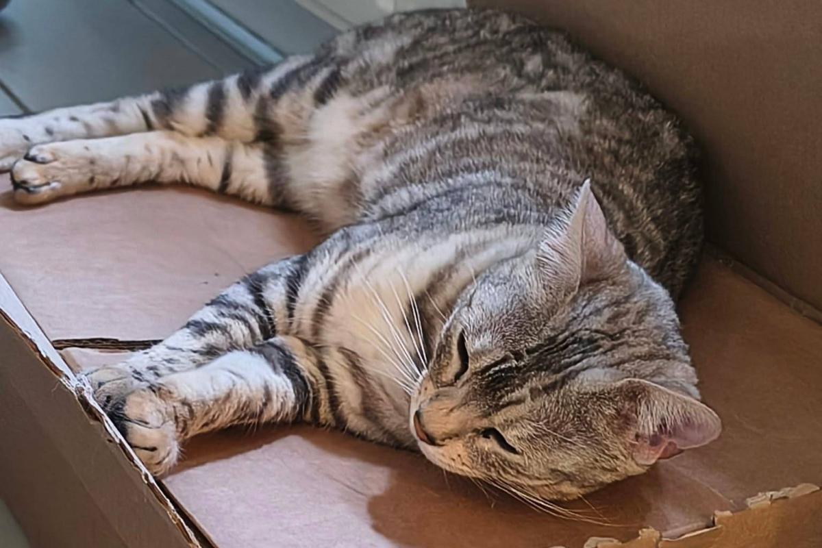 Mochi