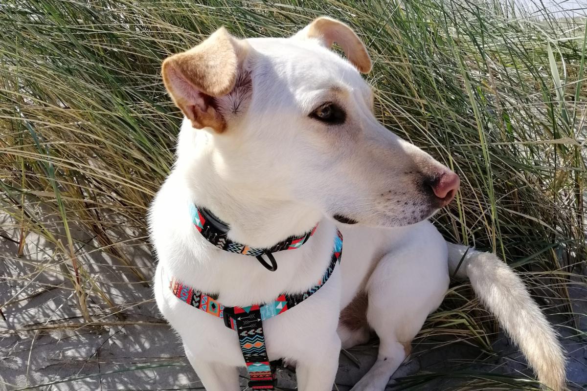 Sammy