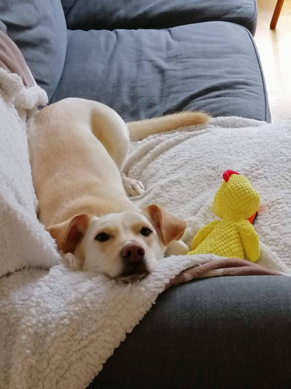Sammy