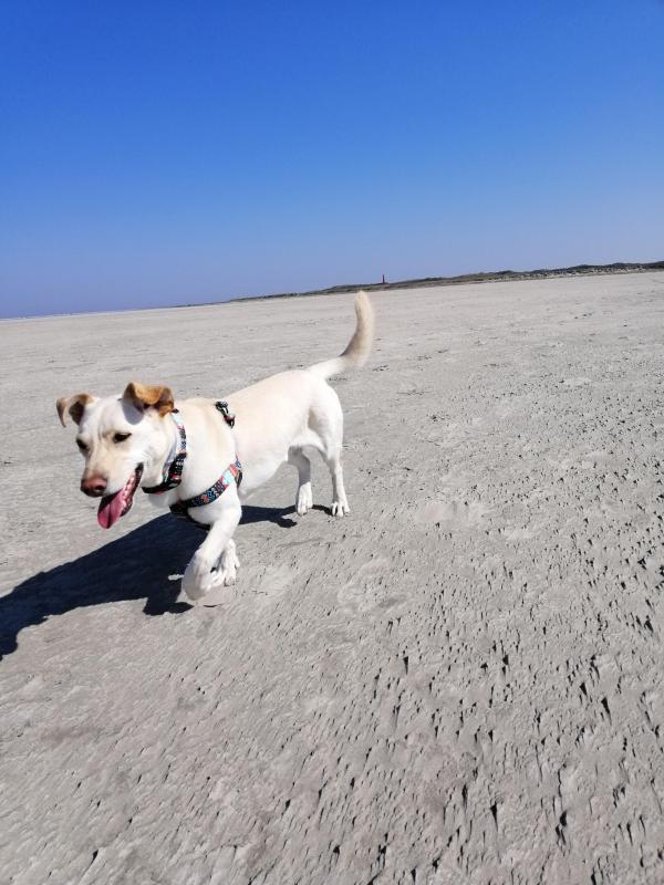 Sammy