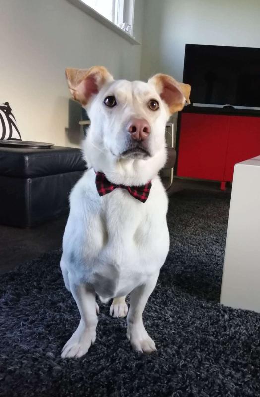 Sammy