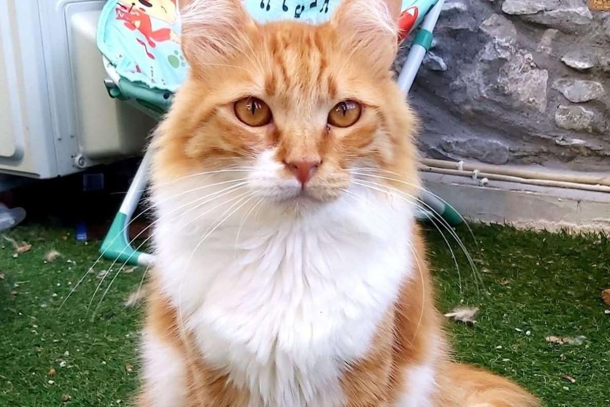 Romeo