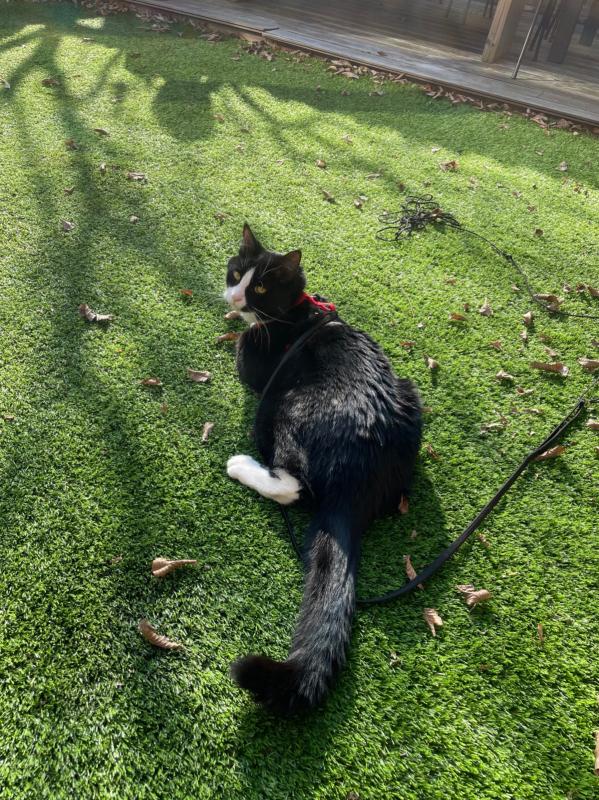 Tommie