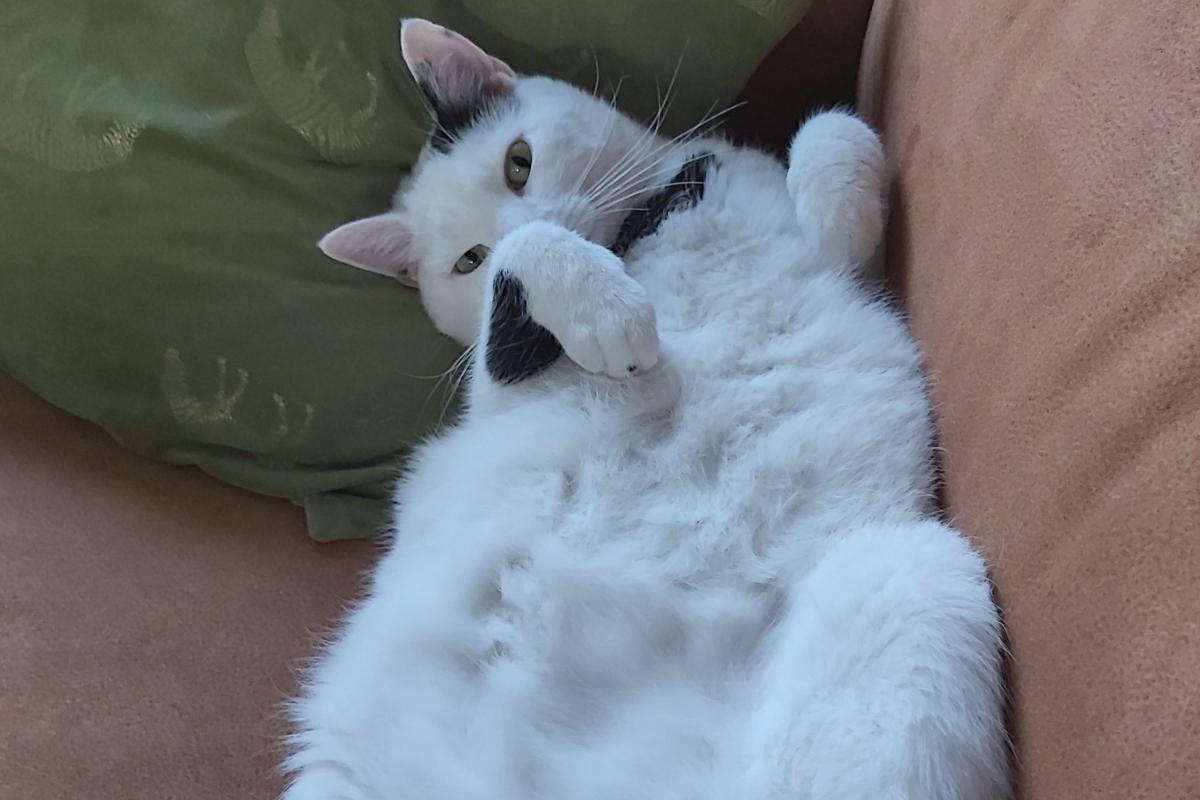Chester