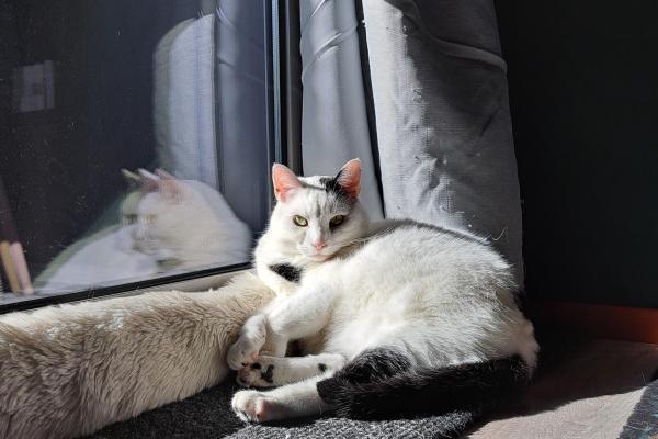 Chester